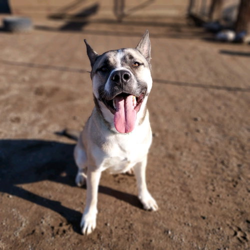 Boris, photo 18