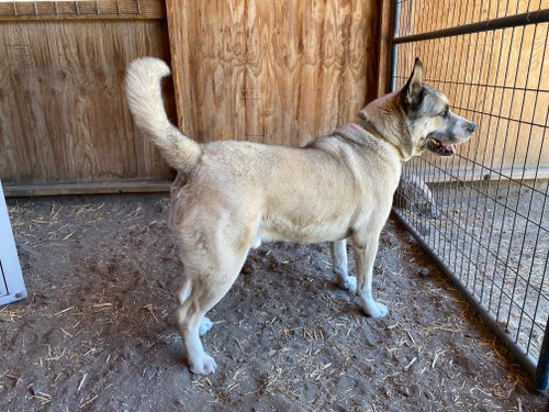 Boris, photo 13