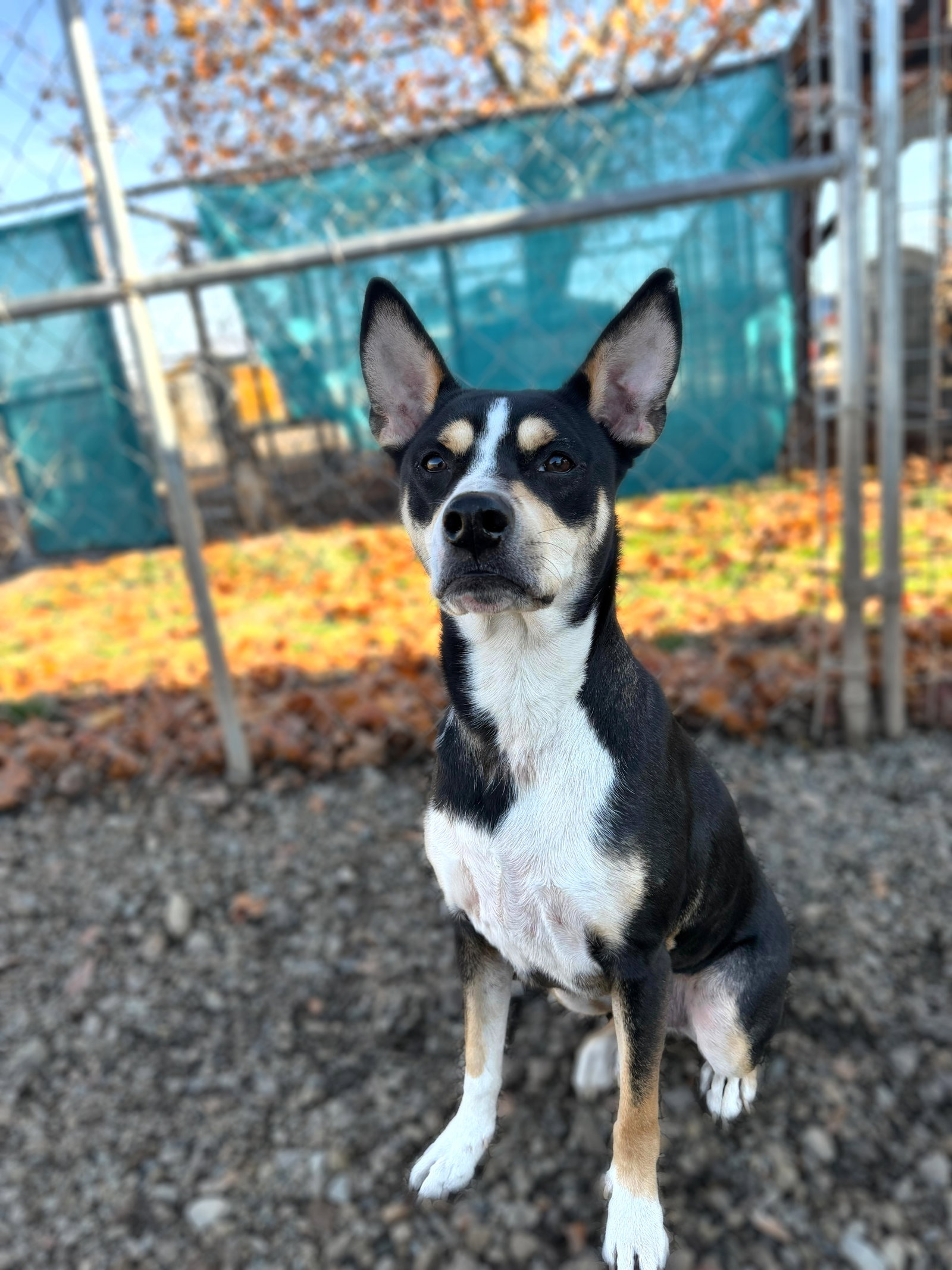 Terrier