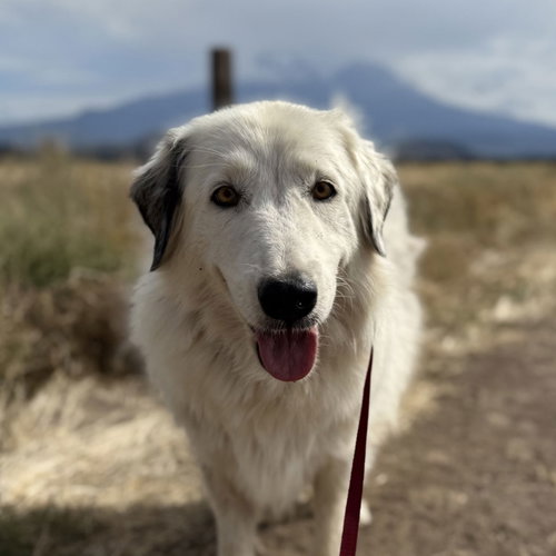 Willow