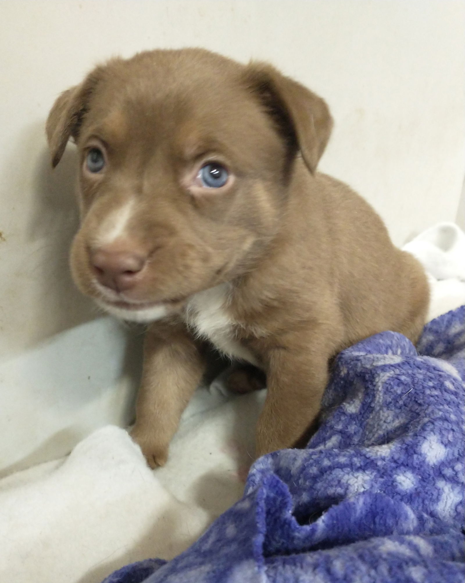 chocolate lab husky mix puppies