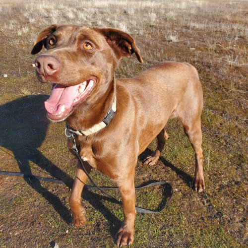 Clancy, photo 3