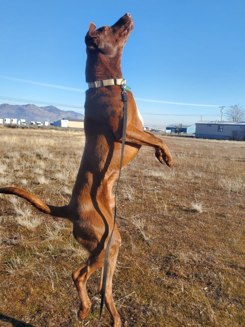 Clancy, photo 14
