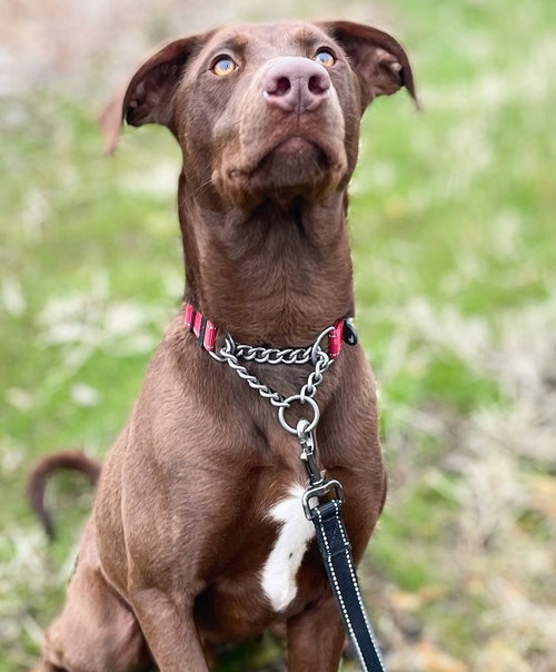 Clancy, photo 9