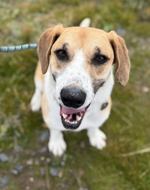 picture of the dog needing adoption