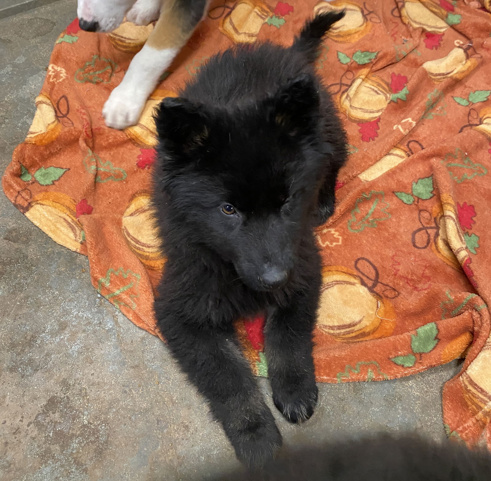 when should i spay or neuter my schipperke