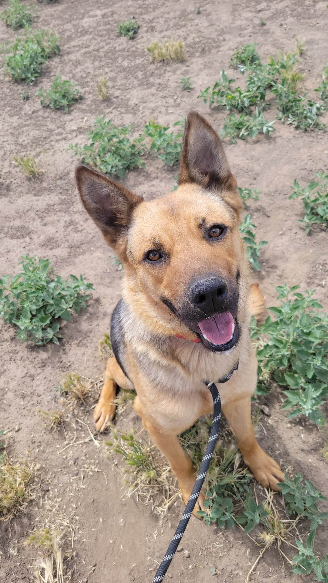 Dog for Adoption - Lee, a German Shepherd Dog in Ashland, OR | Alpha Paw