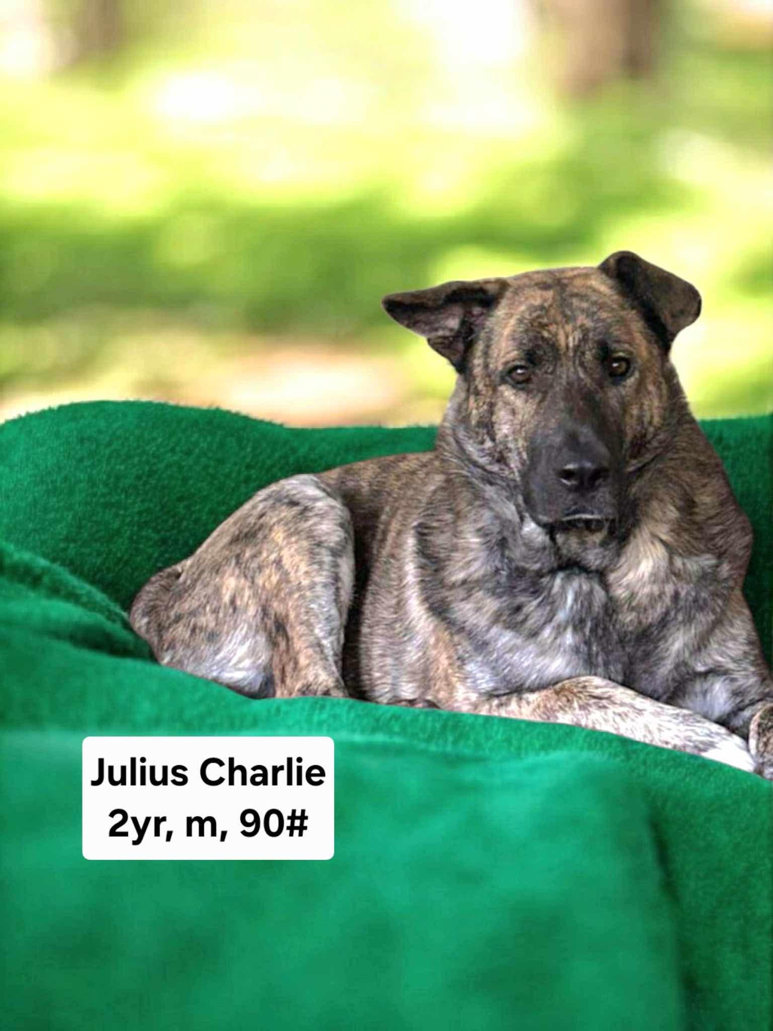 Julius