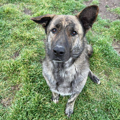 Julius, an adoptable Shepherd in Yreka, CA