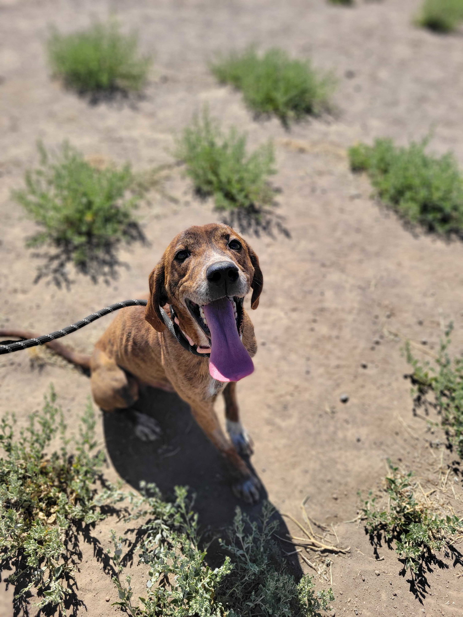Dog for Adoption Copper, a Plott Hound in Medford, OR Alpha Paw
