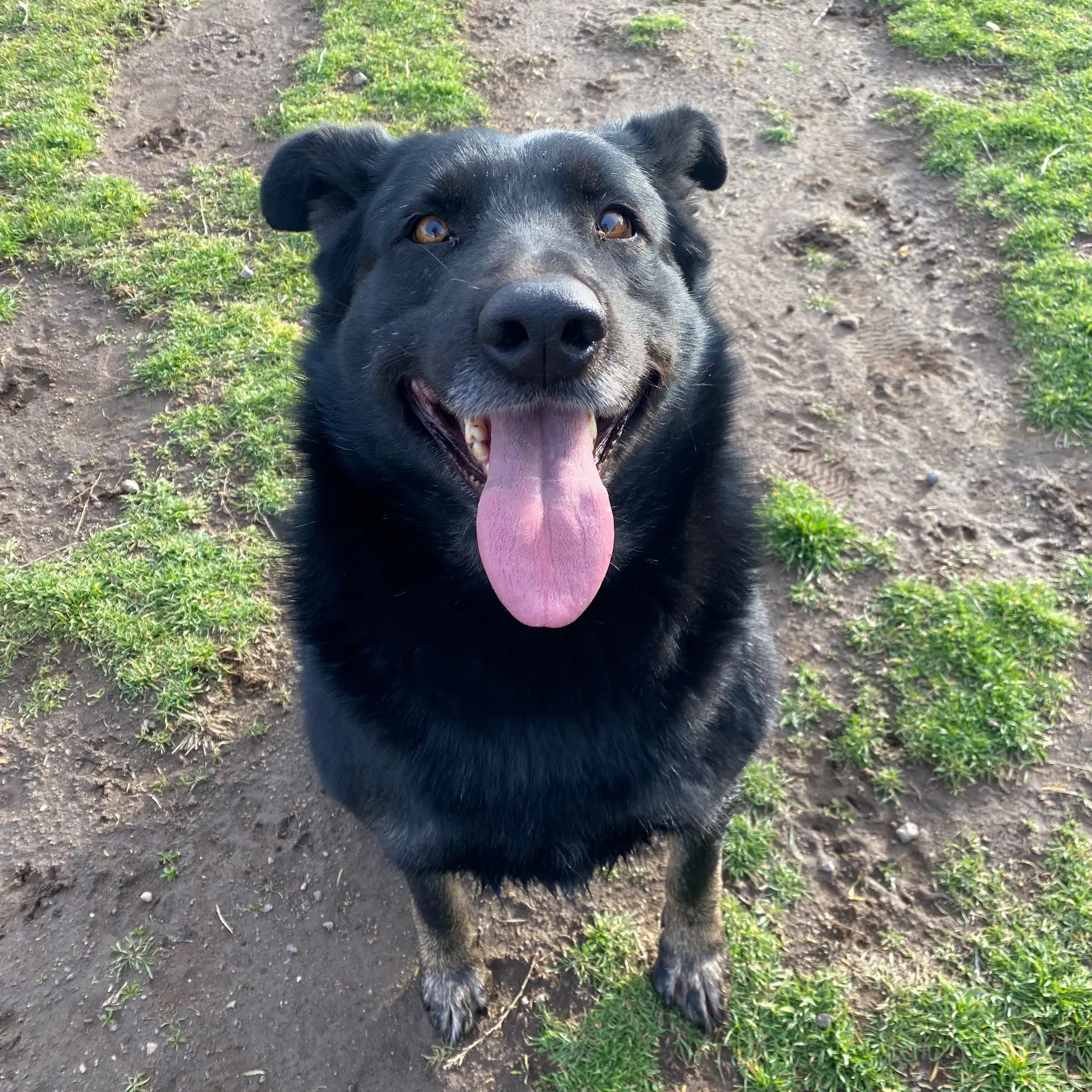 Rosie - German Shepherd Dog