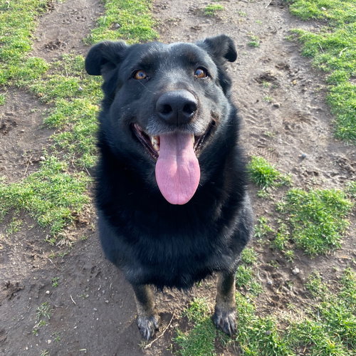 Rosie — German Shepherd Dog