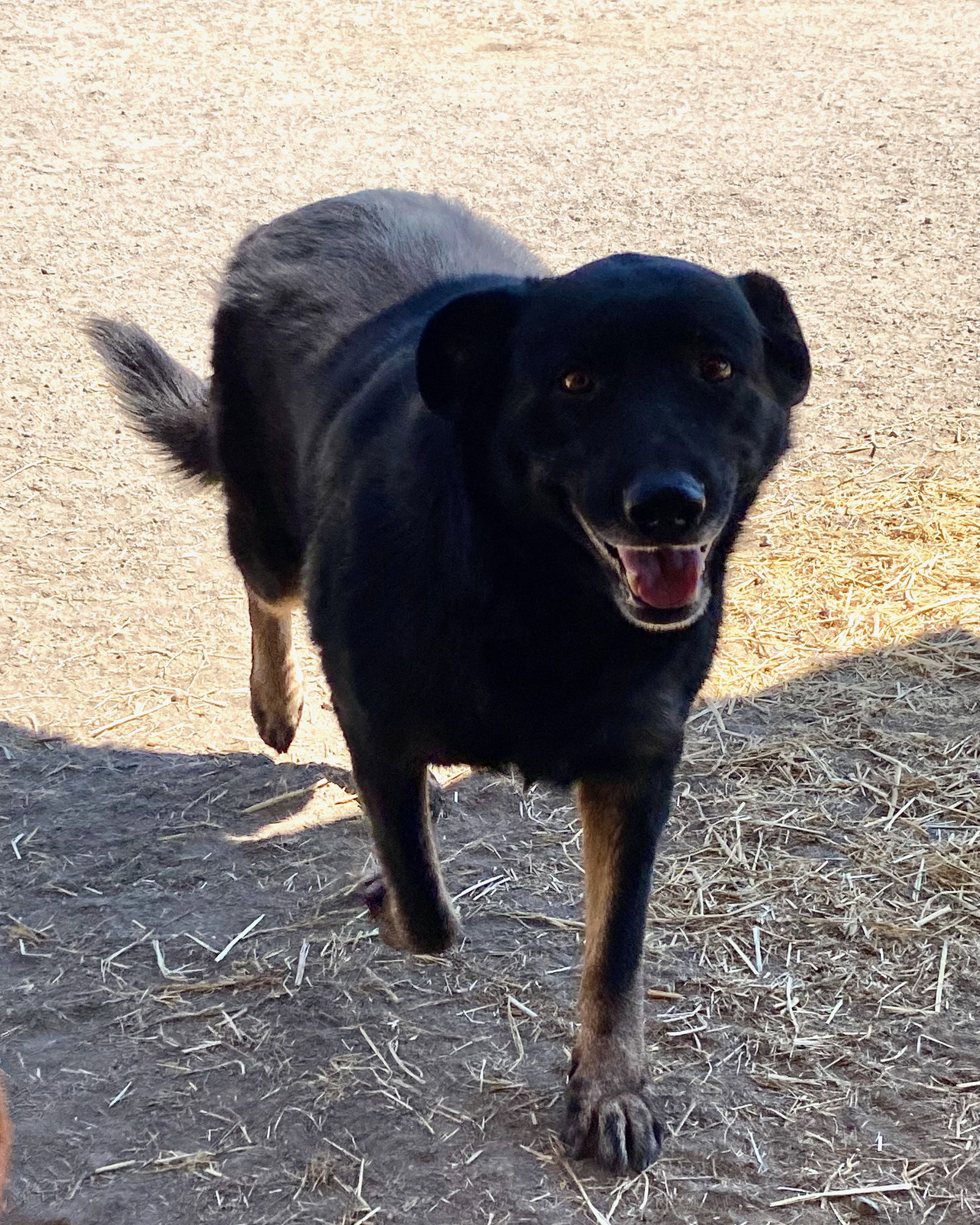 Rosie, photo 7