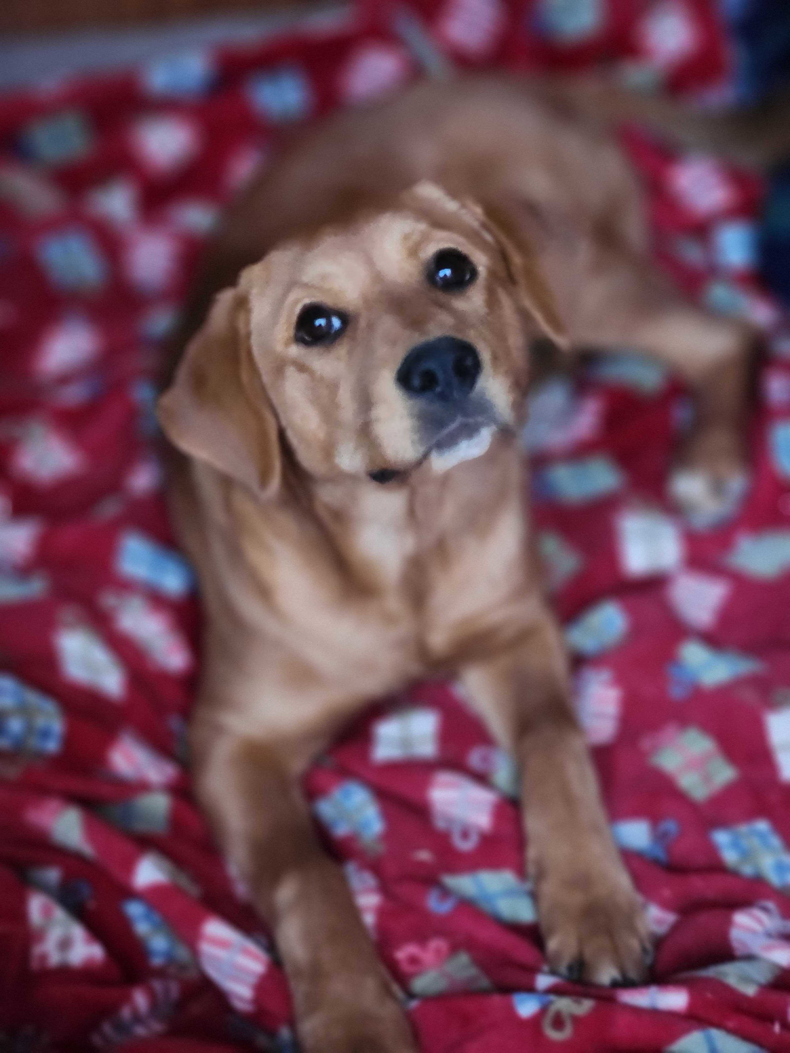 Dog for Adoption Winchester, a Golden Retriever in Ashland, OR
