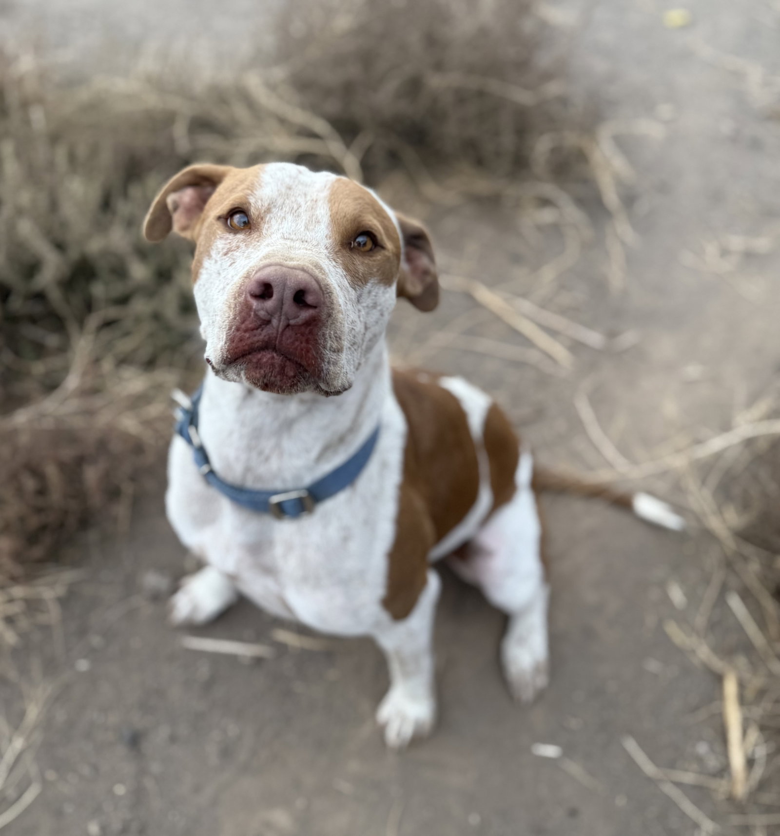 Cattle Dog