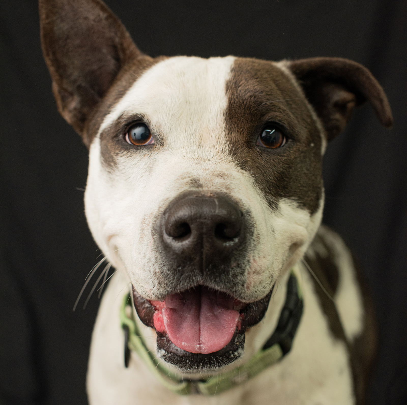 Pit Bull