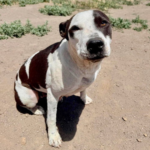 Nike, an adoptable Pit Bull Terrier in Yreka, CA