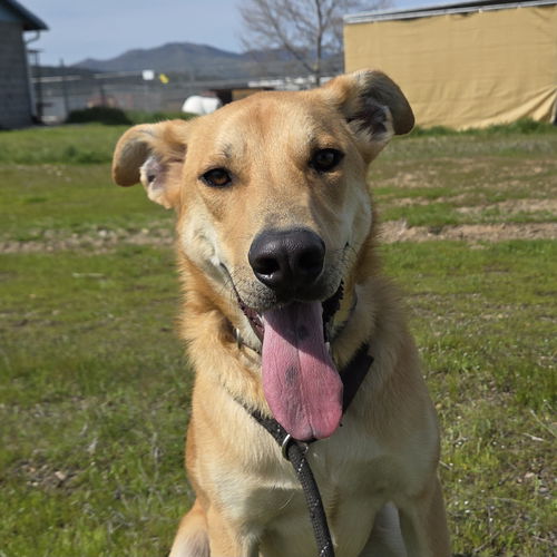 picture of the dog needing adoption