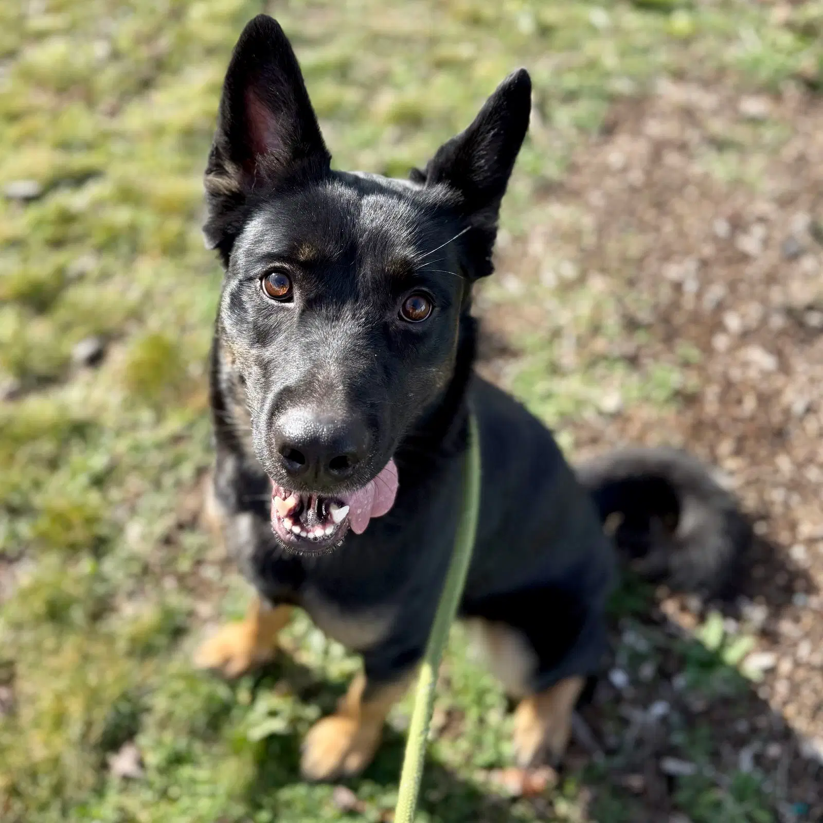 Yeti - German Shepherd Dog