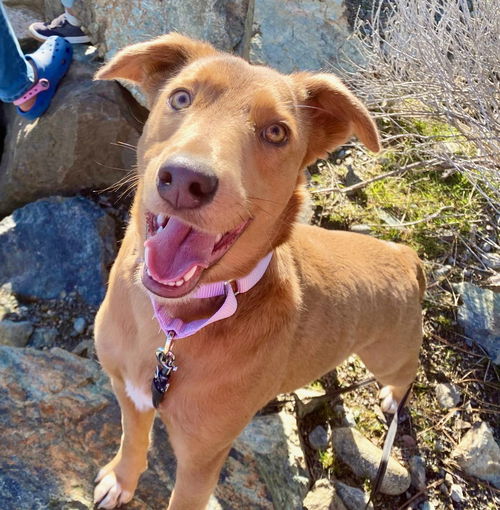 picture of the dog needing adoption