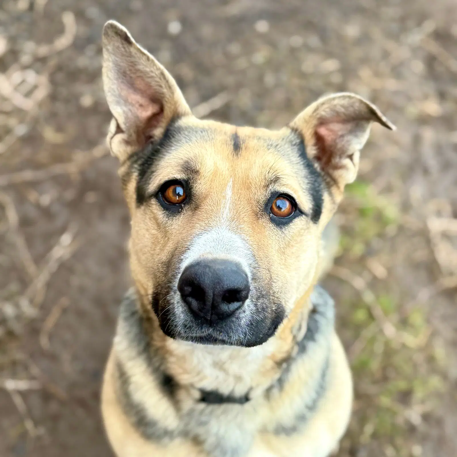 Katie - Shepherd
