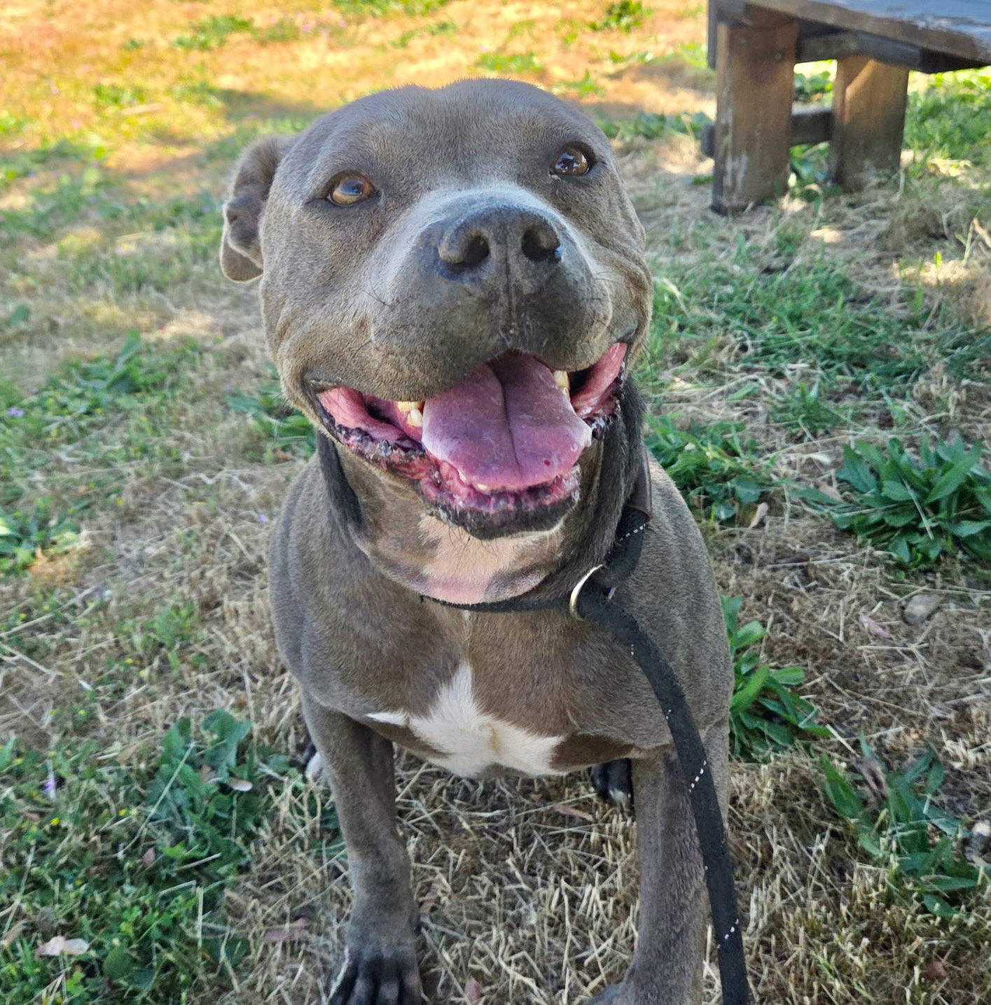 Pit Bull