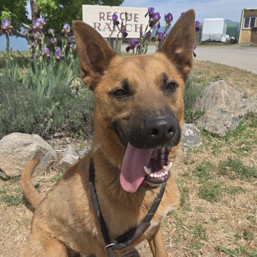 picture of the dog needing adoption