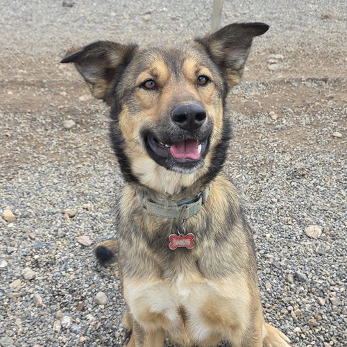 picture of the dog needing adoption