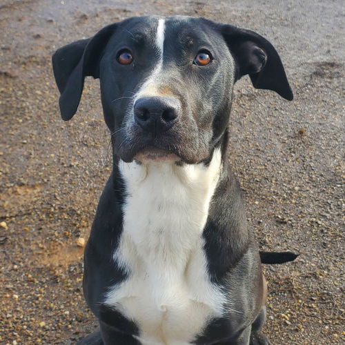 picture of the dog needing adoption