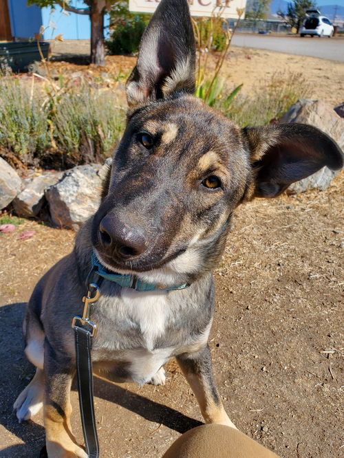 picture of the dog needing adoption
