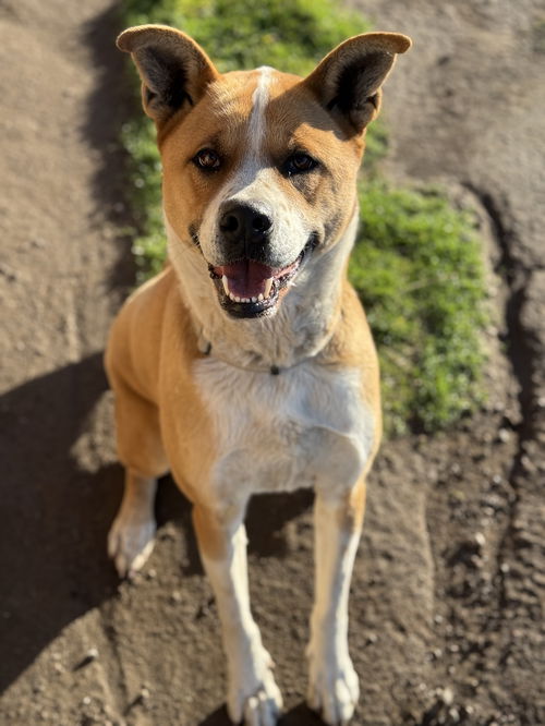 picture of the dog needing adoption