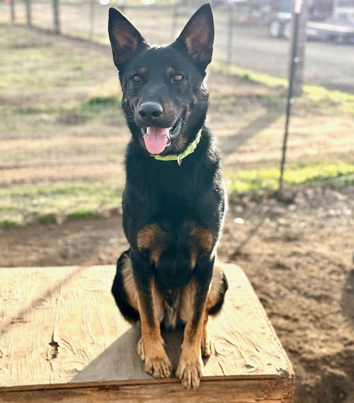 picture of the dog needing adoption