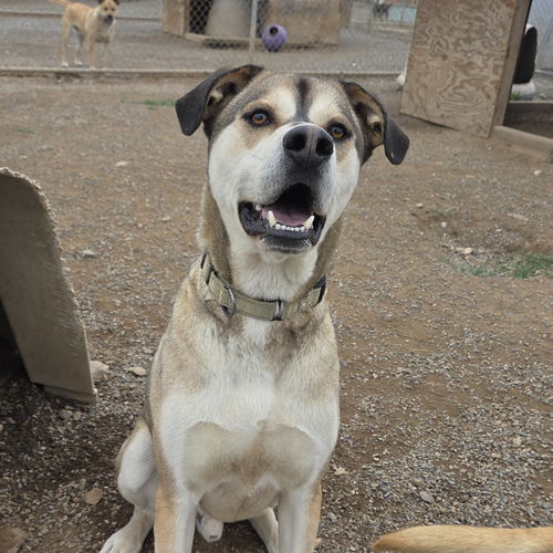 picture of the dog needing adoption