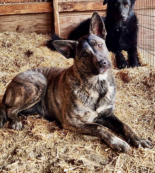 picture of the dog needing adoption