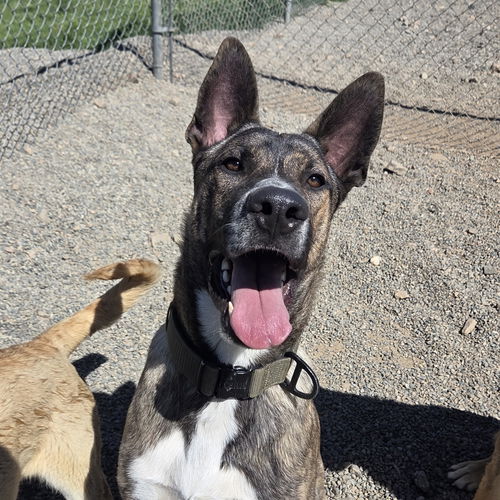 picture of the dog needing adoption
