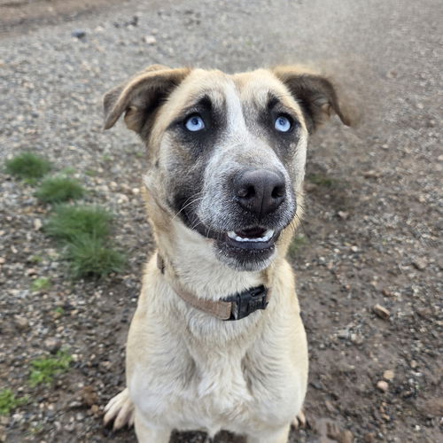picture of the dog needing adoption