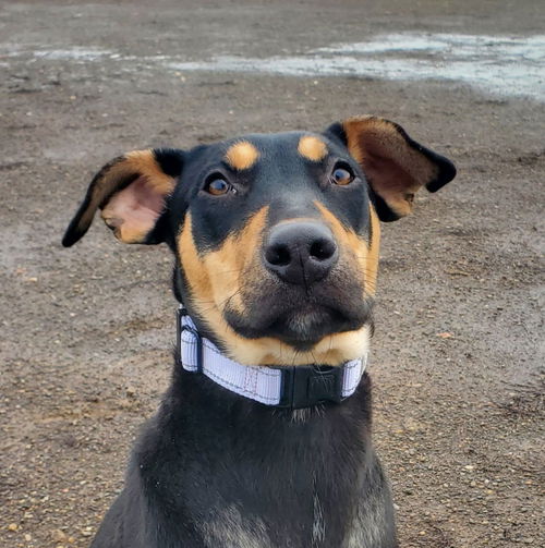 picture of the dog needing adoption