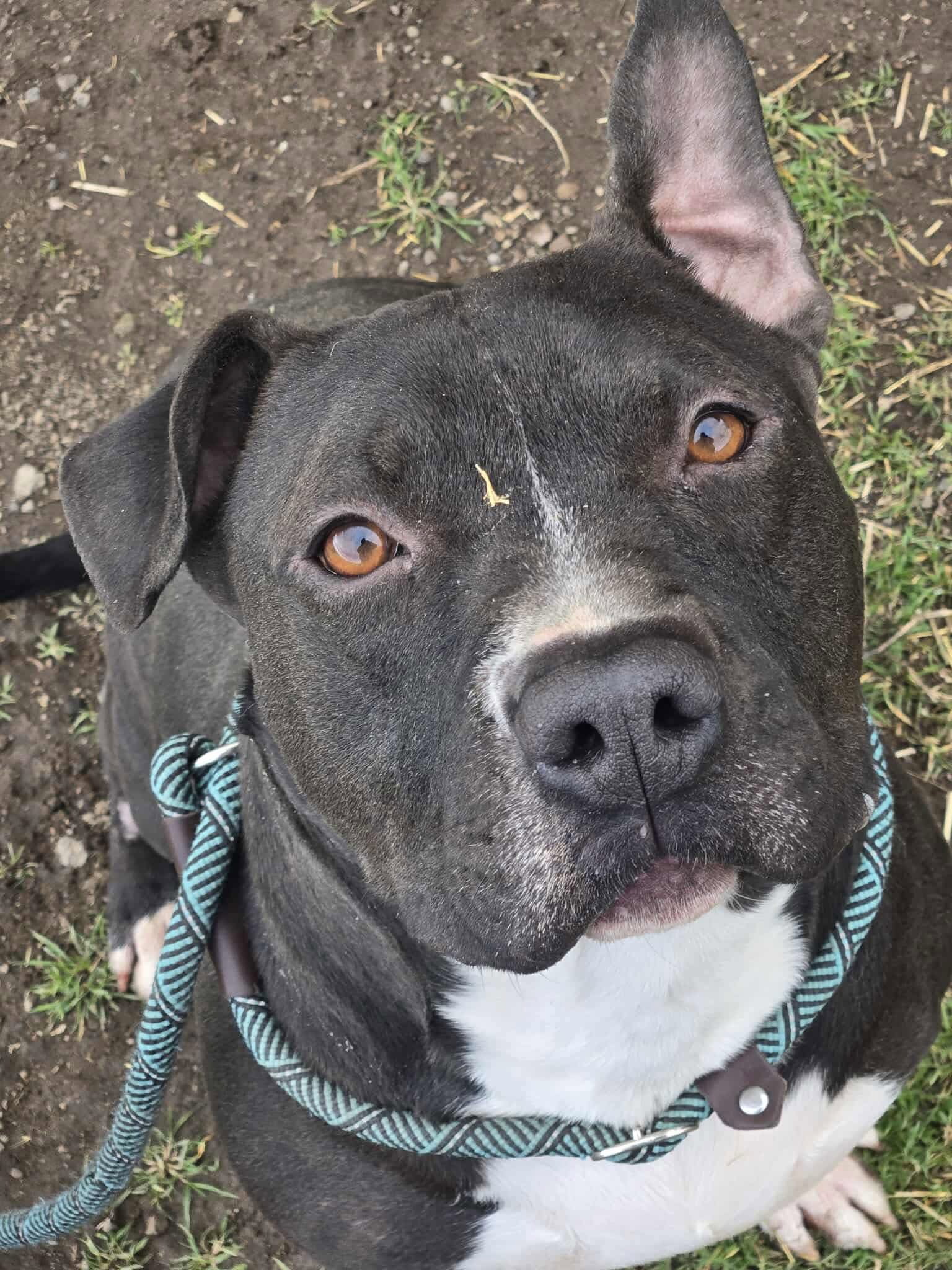 Pit Bull