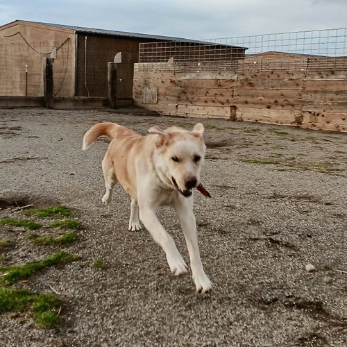 Tramp, photo 7