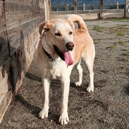Tramp, an adoptable Alaskan Malamute in Yreka, CA