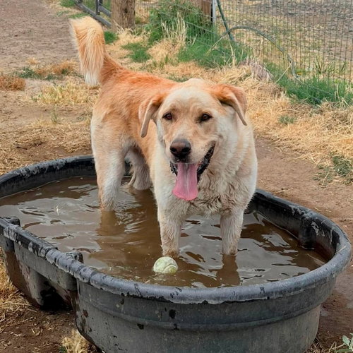 Tramp, an adoptable Alaskan Malamute in Yreka, CA
