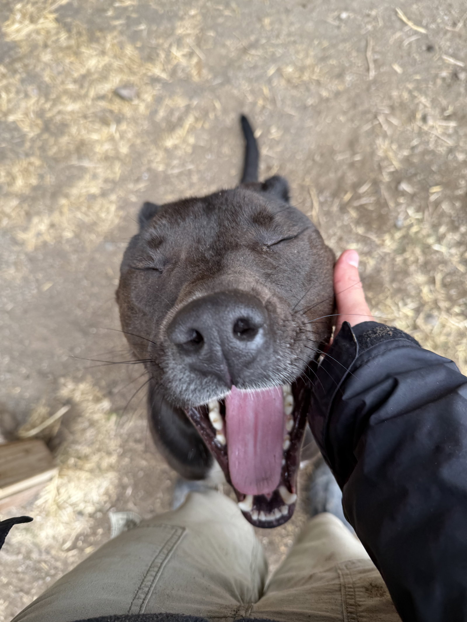 Django, photo 8