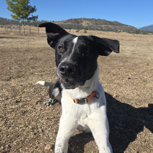 picture of the dog needing adoption