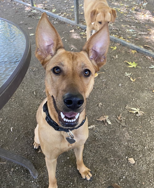 picture of the dog needing adoption