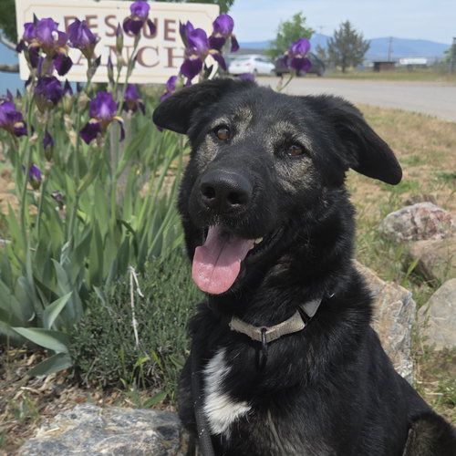 Vitani, an adoptable Australian Shepherd in Yreka, CA