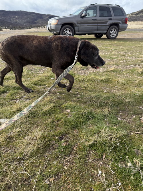 Sadie, photo 16