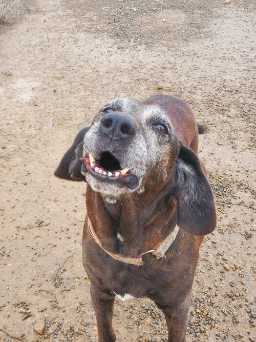 Sadie, photo 9