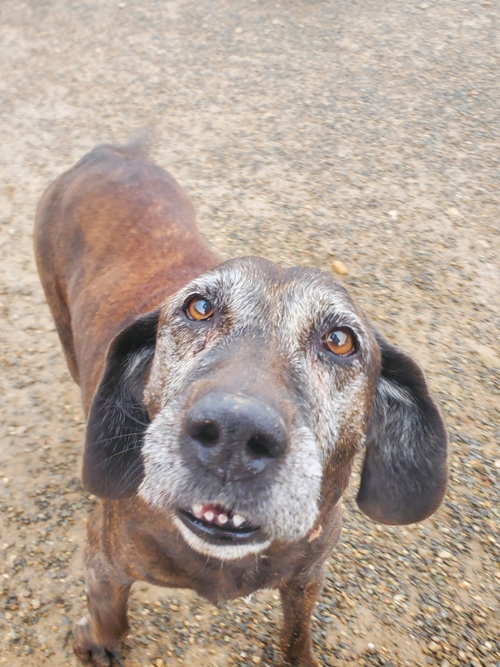 Sadie, photo 10
