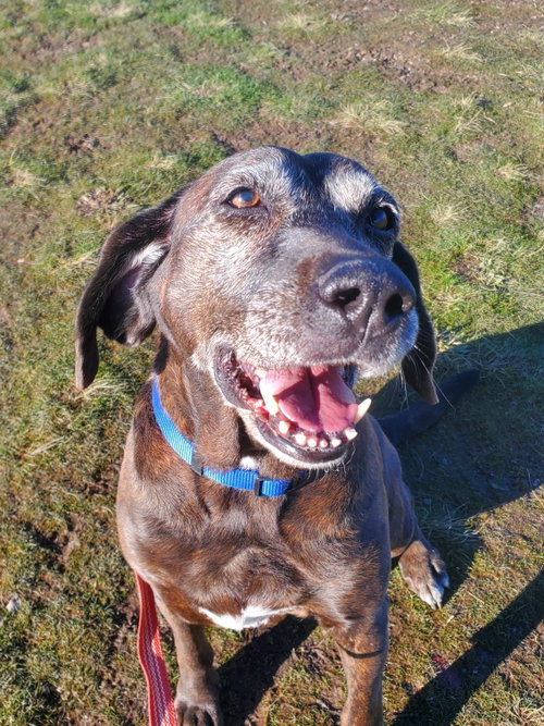 Sadie, photo 14