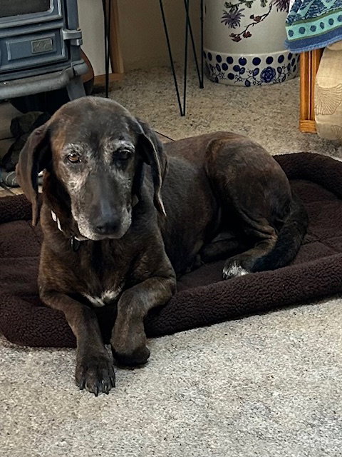 Sadie, photo 4